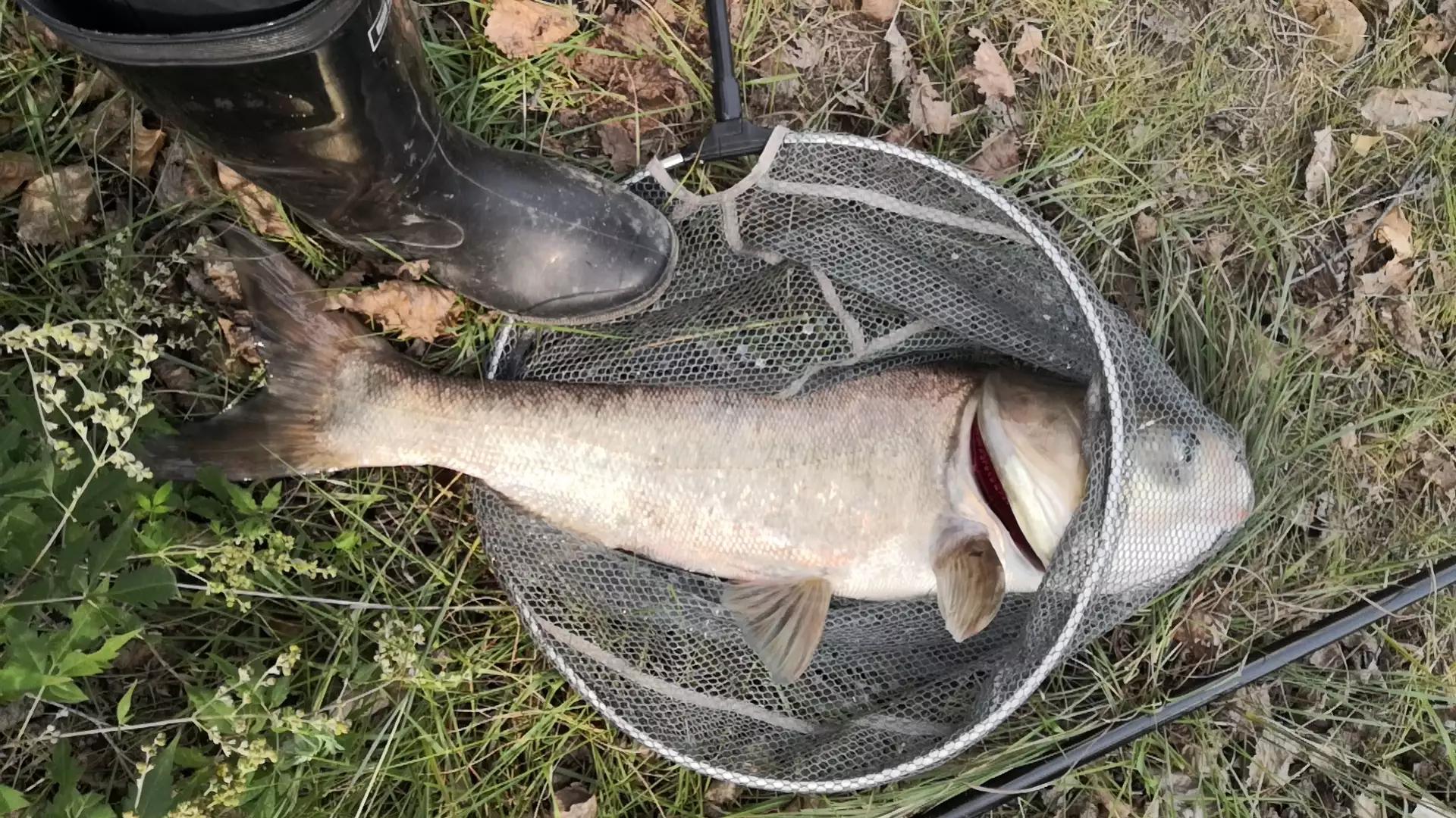 神仙难钓午时鱼是指什么鱼,神仙难钓午时鱼有什么说法