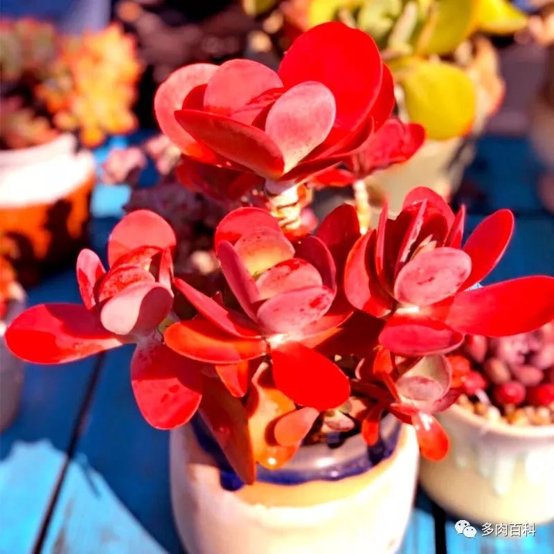 如何养护常见的多肉植物,刚入手的多肉植物怎么养护