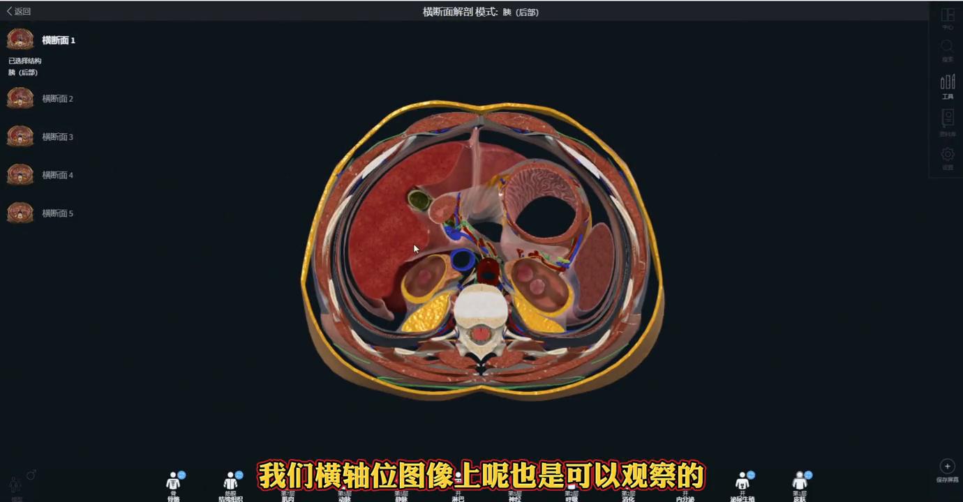 解剖基础：胆管和胰管解剖分享，实用干货！#解剖