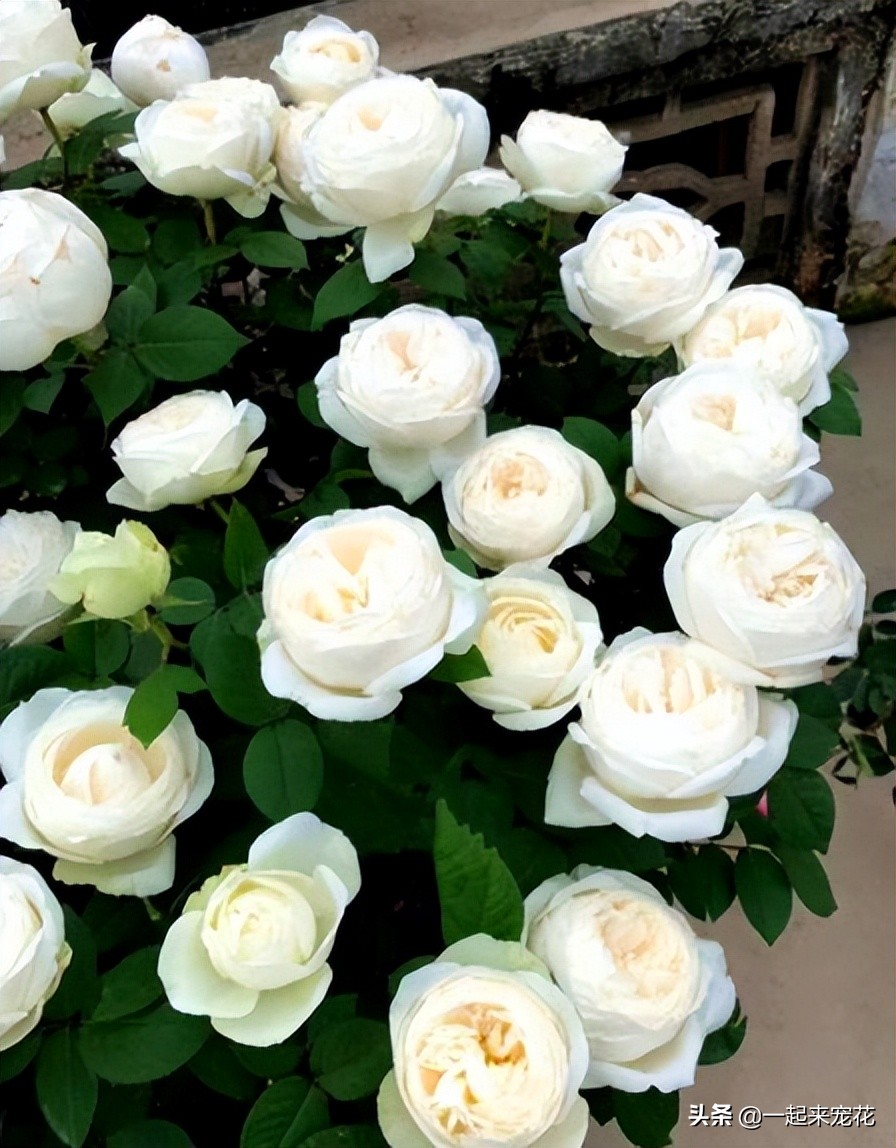 最漂亮10种盆栽月季,月季冬天如何养护春天才会爆花