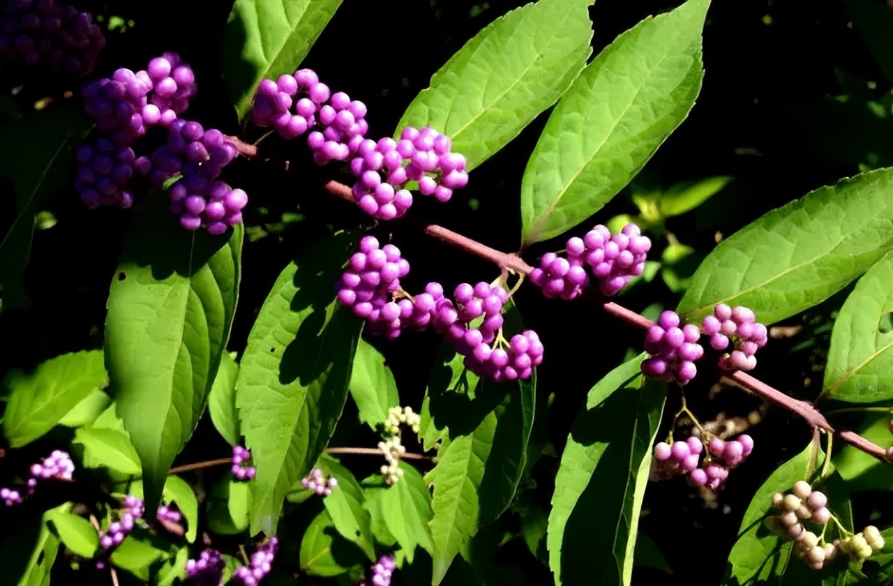 一镇一品海南,一镇一品