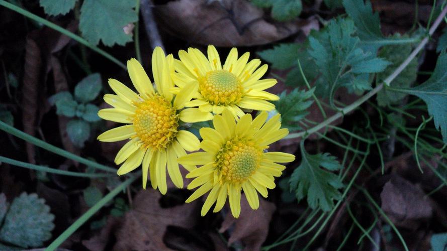 野菊花杀虫的有效成分,乡间生长的野菊花有什么药效