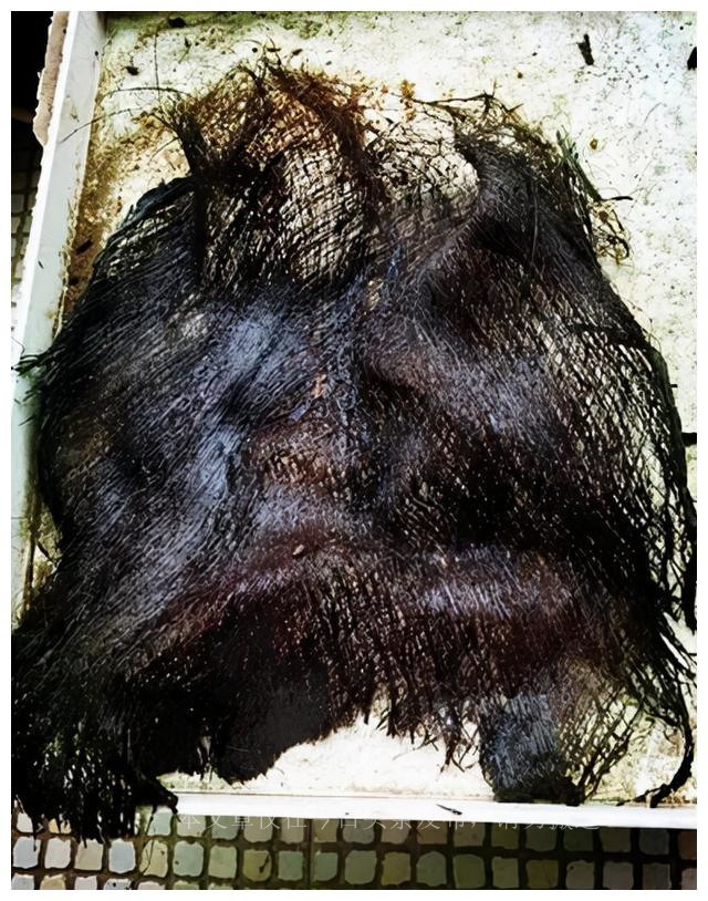 自制绿萝爬柱,怎样在家自制绿萝柱