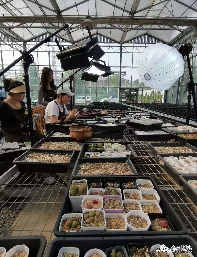 直播卖小多肉,小多肉特价