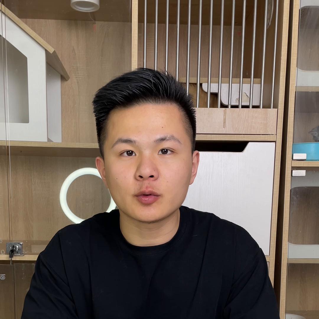 美短起司猫多少钱银渐层,串串起司猫和纯种起司猫区别在哪