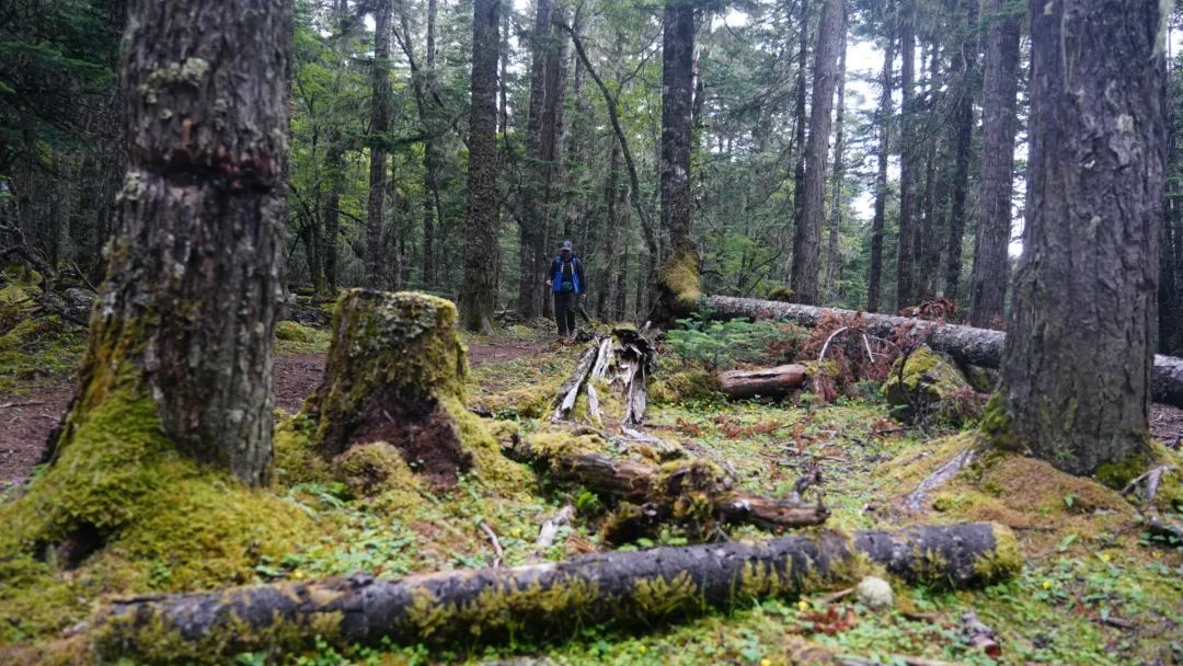 尼汝秘境,香格里拉尼汝村徒步环线图