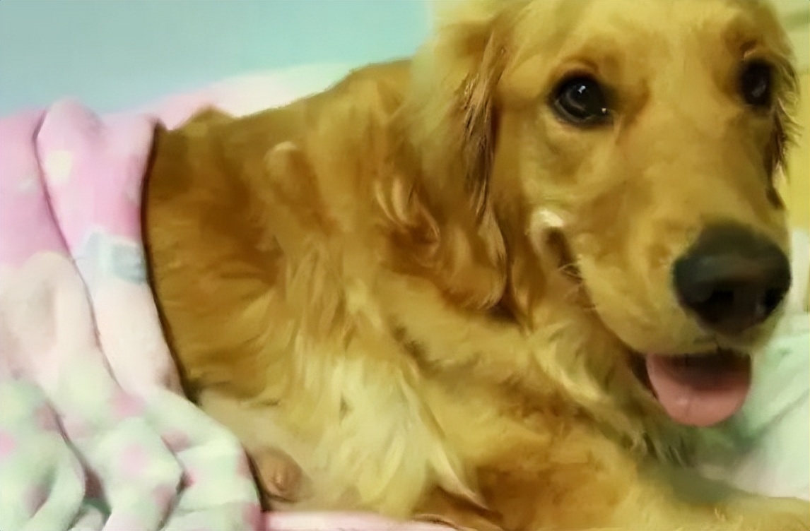 狗快生的时候有什么症状,怎么看出狗生了几只