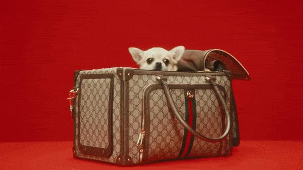 gucci与lv店铺区别,gucci开在无人区的店