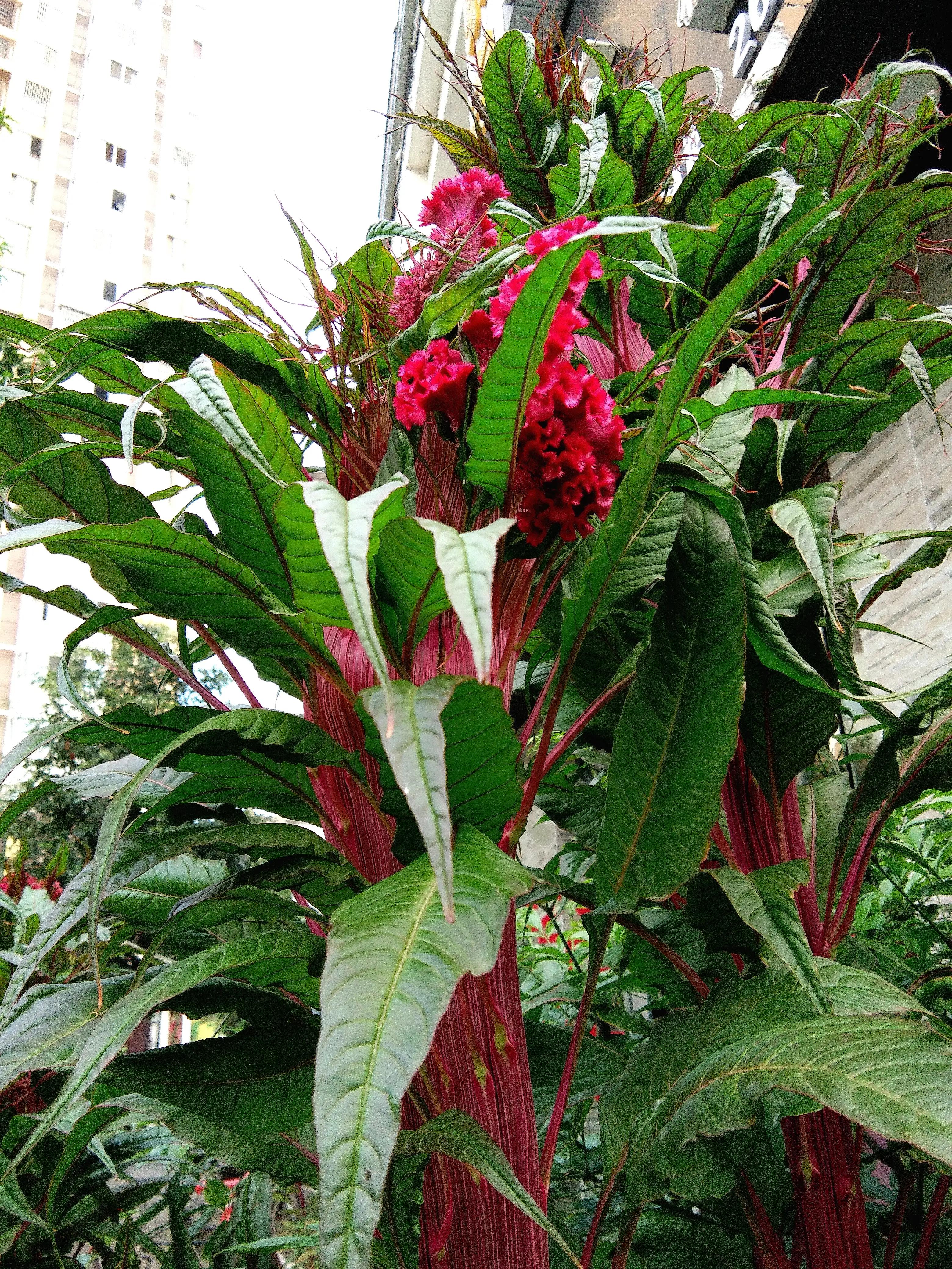 鸡冠花又叫什么花,鸡冠花娇美可人