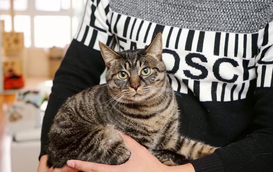 这几种猫千万要养,哪种猫最好养寿命长