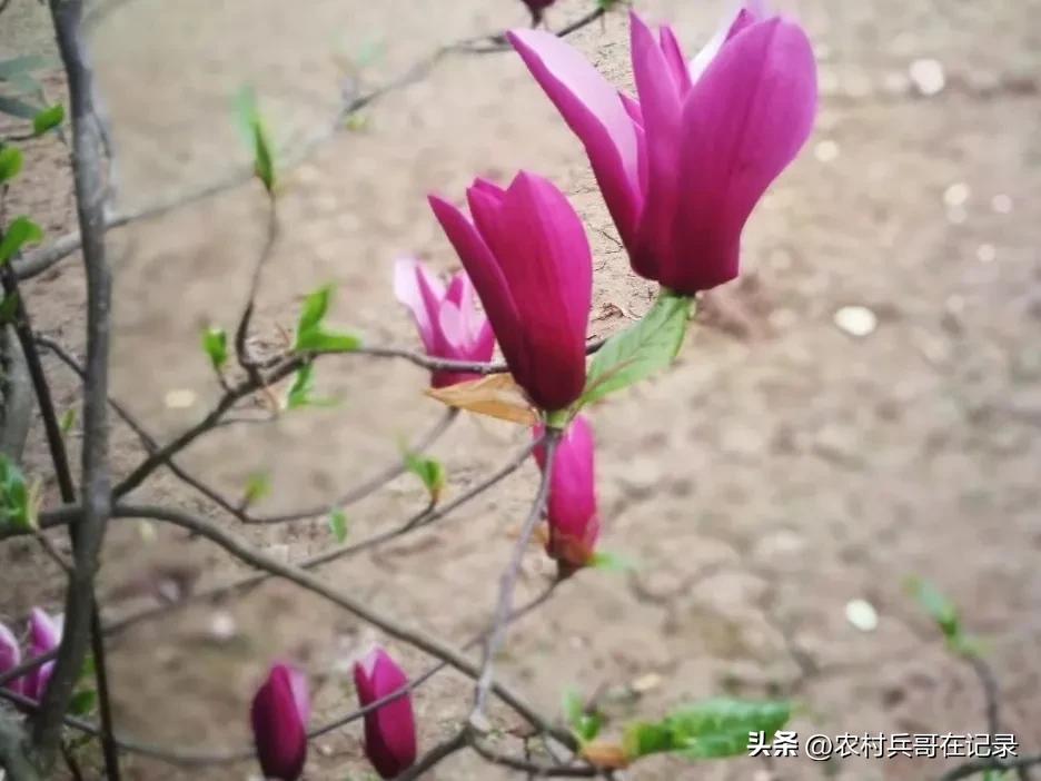 龚大,退休的年纪,找陈哥帮忙,说话却不经考量,但李哥可不由着他！