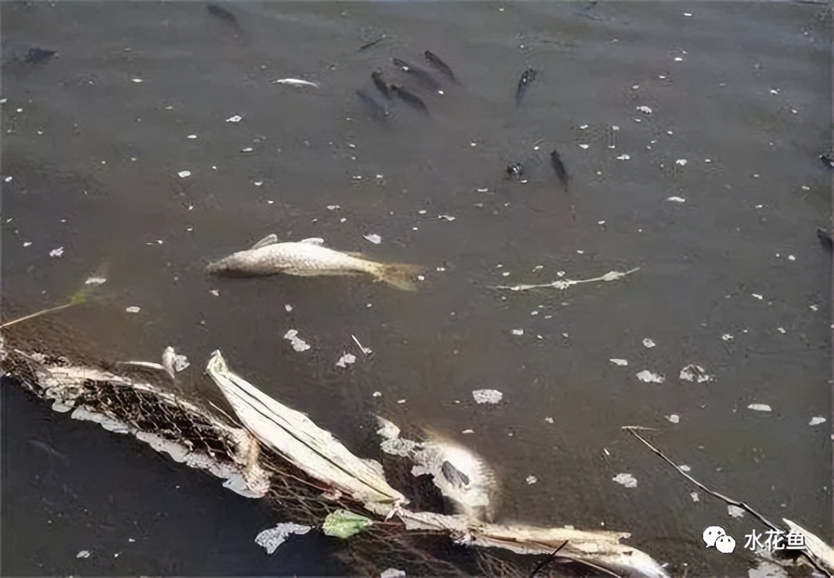 除虫菊酯类农药中毒治疗措施,菊脂类农药中毒解毒方法