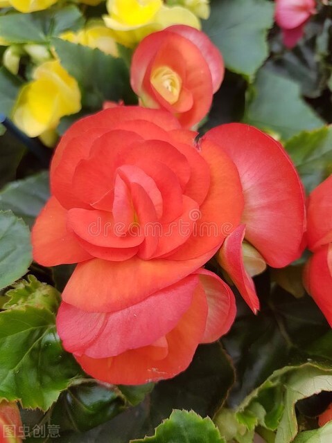 室内种植四季海棠,四季海棠夏季怎么养活