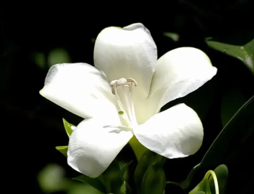 赏花旅游种什么花,春季去公园踏青上百种花让人眼花