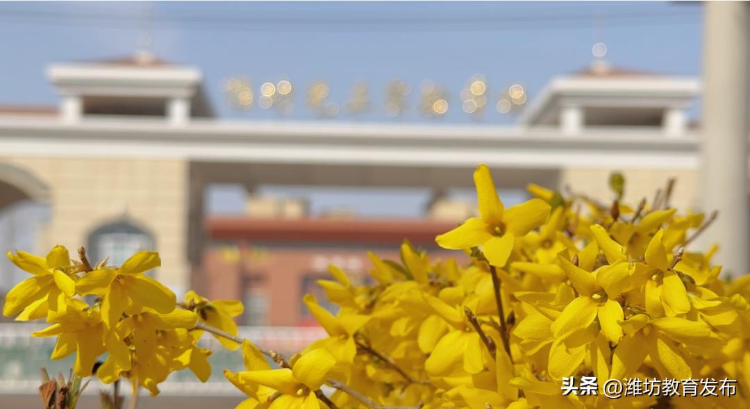 美！潍坊校园春景强势来袭