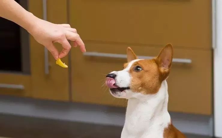 狗狗狂犬病发病的症状和表现,狗狗狂犬病发作的症状