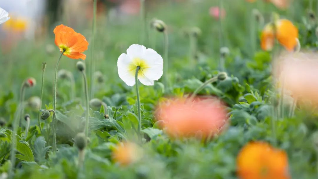 听我的，四月的杭州才是浪漫天花板。