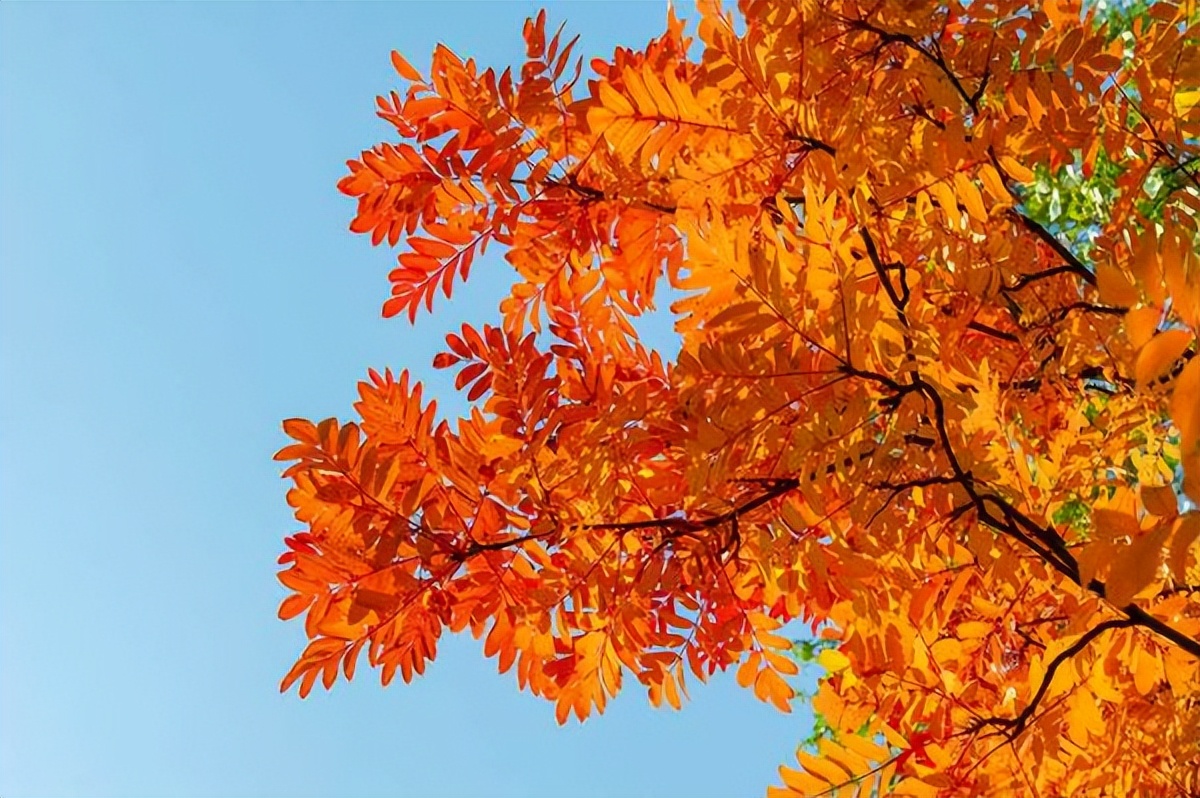 花楸木材优缺点,欧洲花楸极佳园林观赏树种