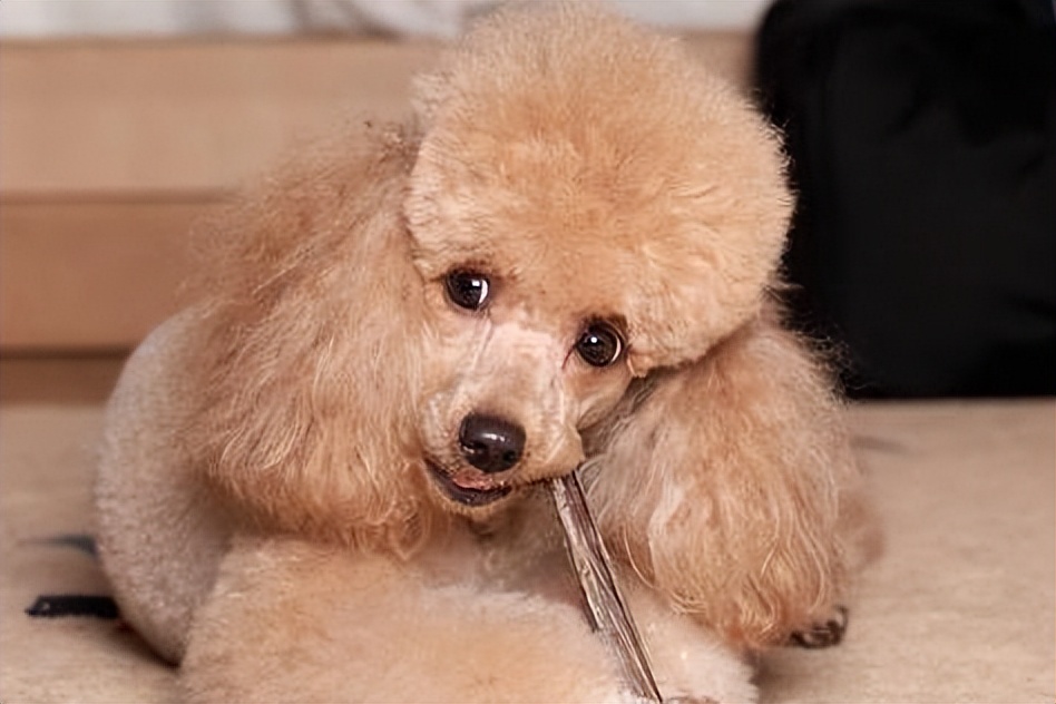 如何预防贵宾犬挑食,贵宾犬挑食不吃食