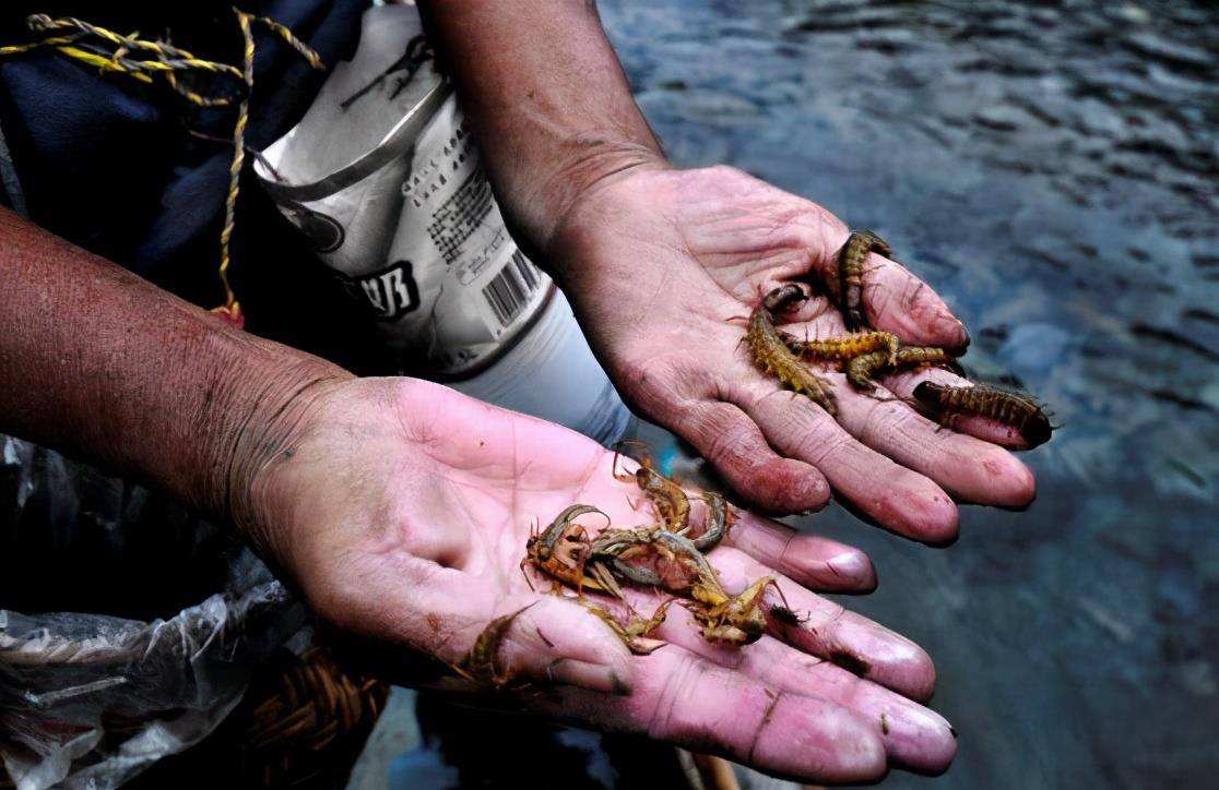 蛊婆、仙娘、草药师大对决，迷信还是本事？揭秘湘西“巫蛊之术”