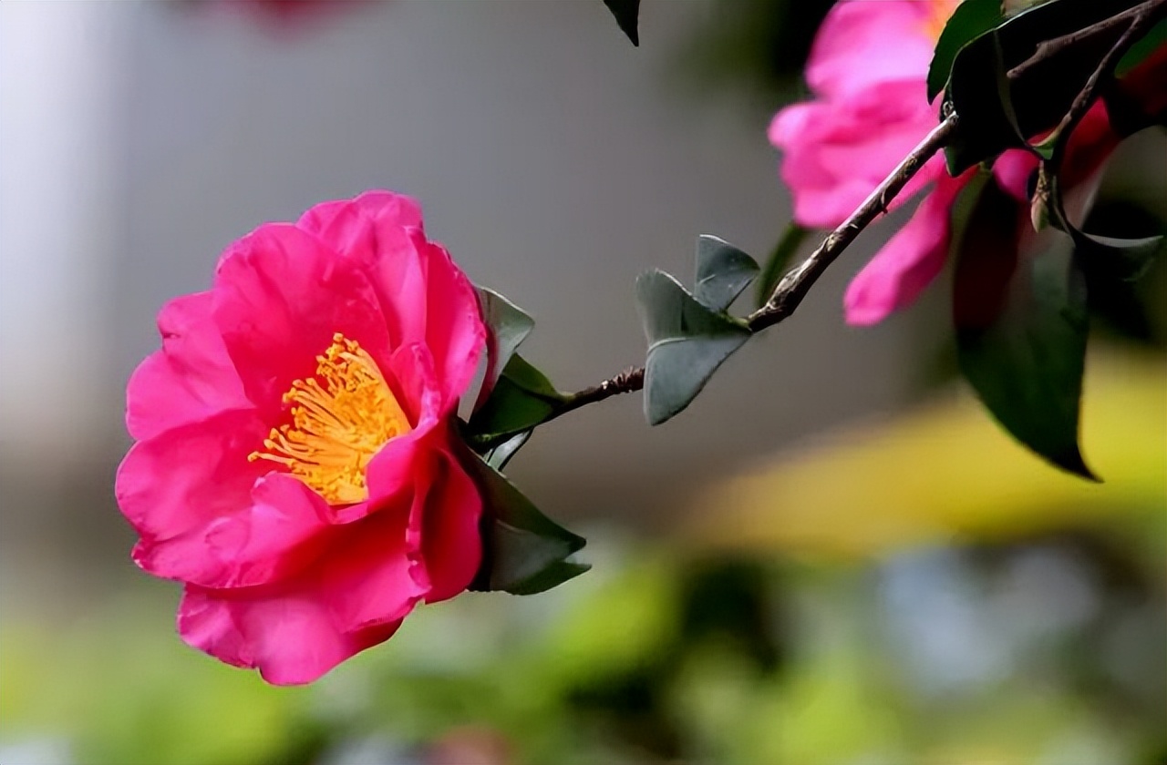 中国传统十大名花排名及文化内涵,中国十大名花惊艳世界