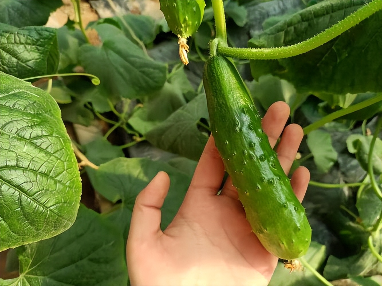 黄瓜怎么高产不生病,黄瓜高产有什么危害