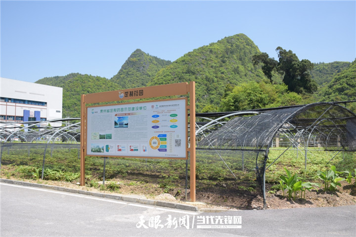 贵州中药药材种植基地,贵州中药材种苗基地