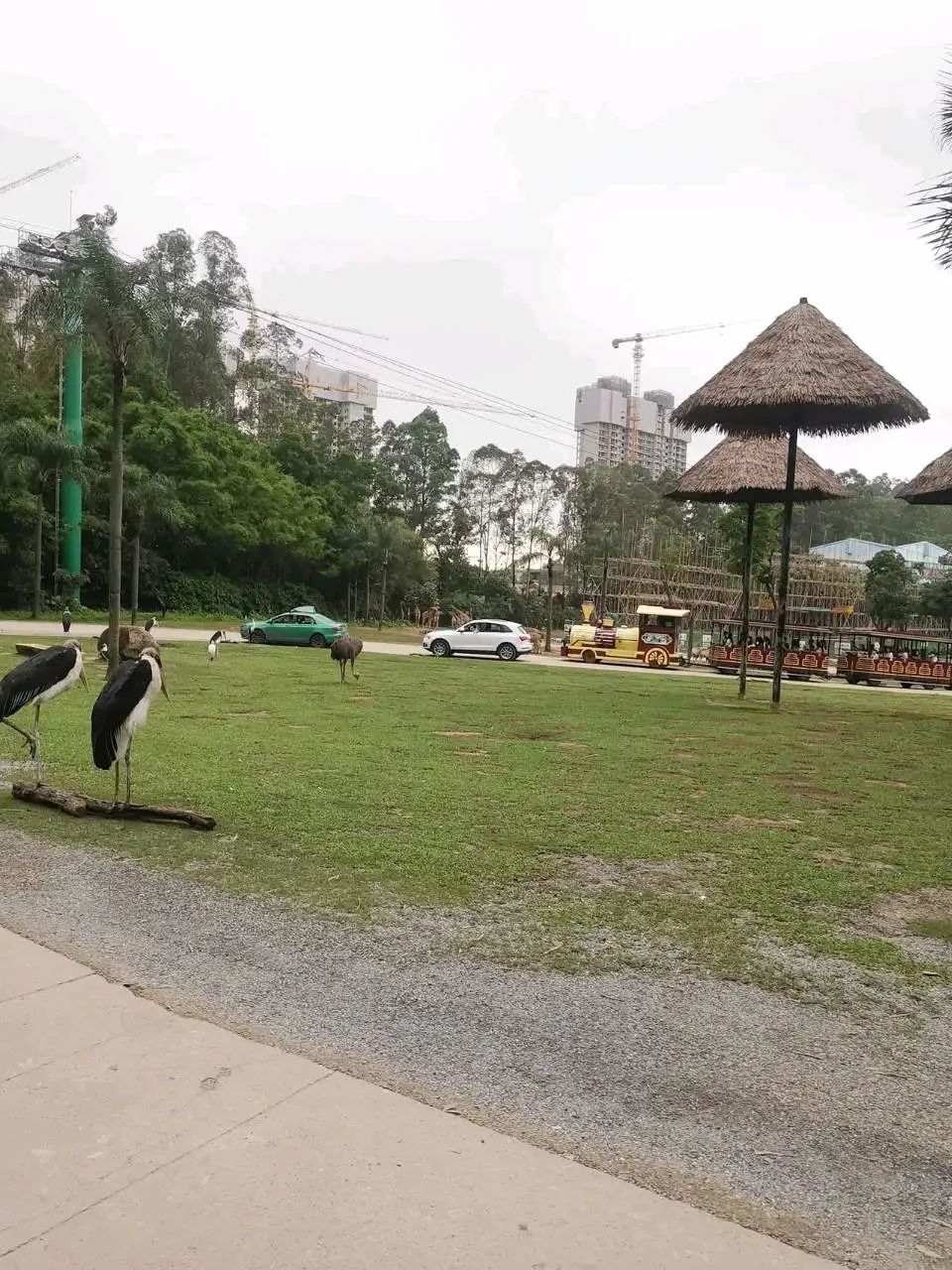 广州长隆野生动物园一日游vlog,广州长隆野生动物世界旅游攻略