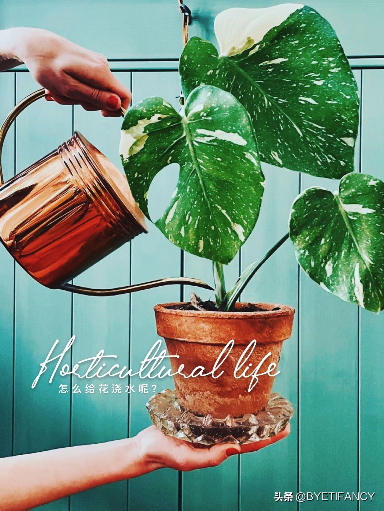 冬季怎样给花浇水,给花浇水的作用