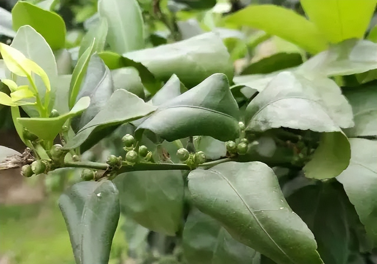 柑橘保果如何抢救看这篇就够了,柑橘保果知识点总结