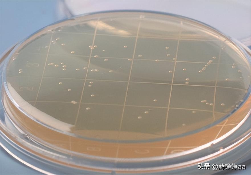 番茄青枯病害鉴别,分离番茄茎腐病真菌的方法