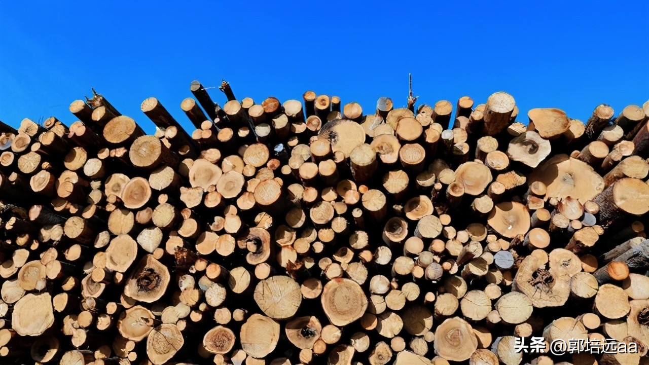 钢、竹、藤在混凝土中作钢筋的比较研究：拉伸和弯曲特性