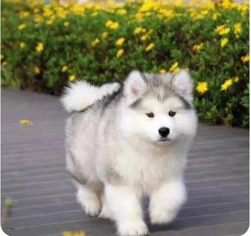 世界上最萌的狗狗名字,可爱的萌狗狗图片大全