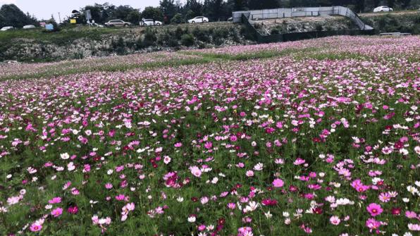 提前盛开！成都市区这个被偏爱的宝藏地又上新，即将刷爆全网