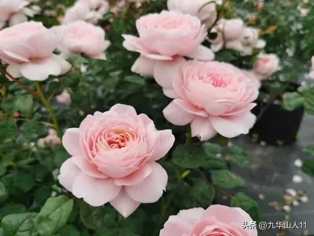 藤本月季品种列表,大红色藤本月季哪个品种好