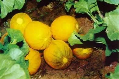 天下第一瓜字体,天下第一福由来