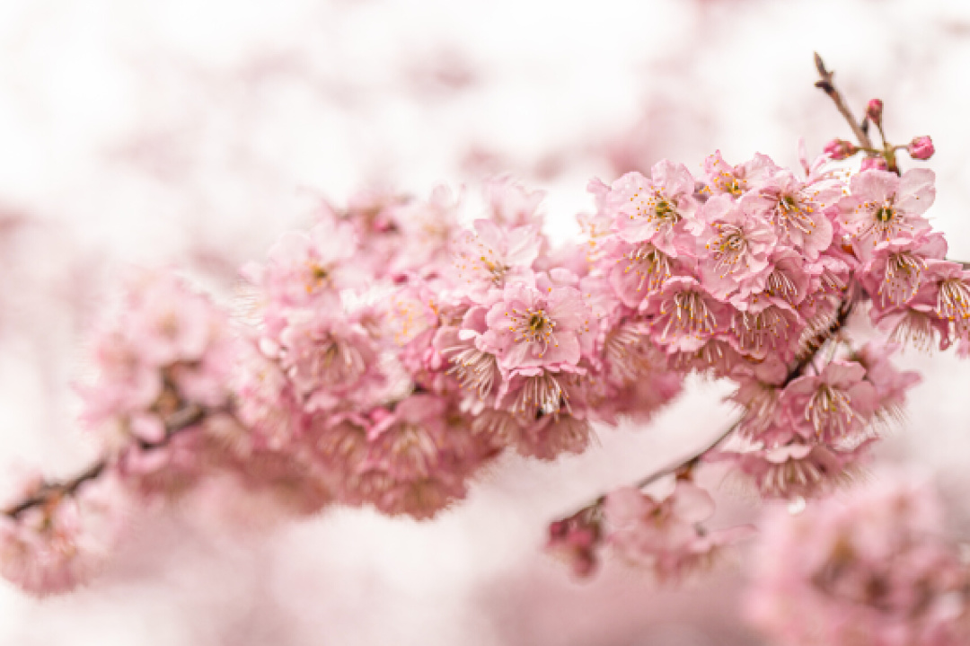 花的物语丨知道了花的这些特殊寓意,下次还会乱送吗?