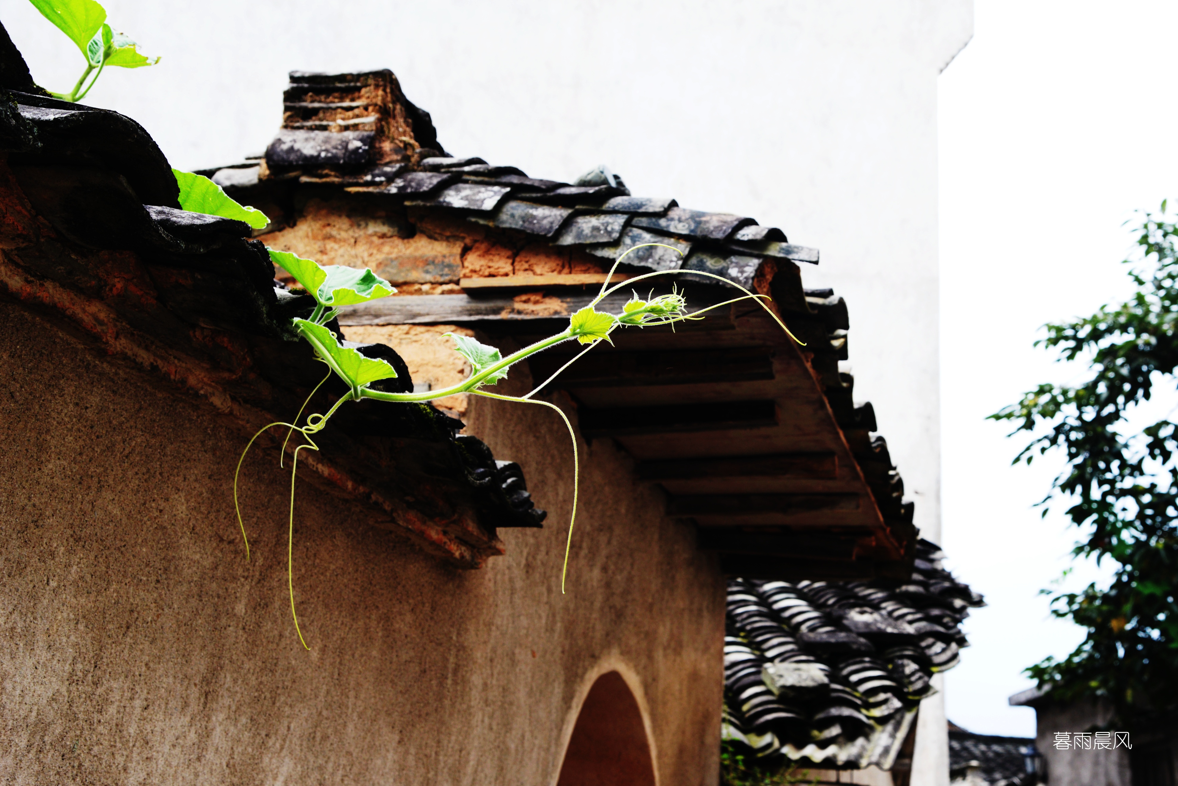 2014年黄山游,2014黄山银毫