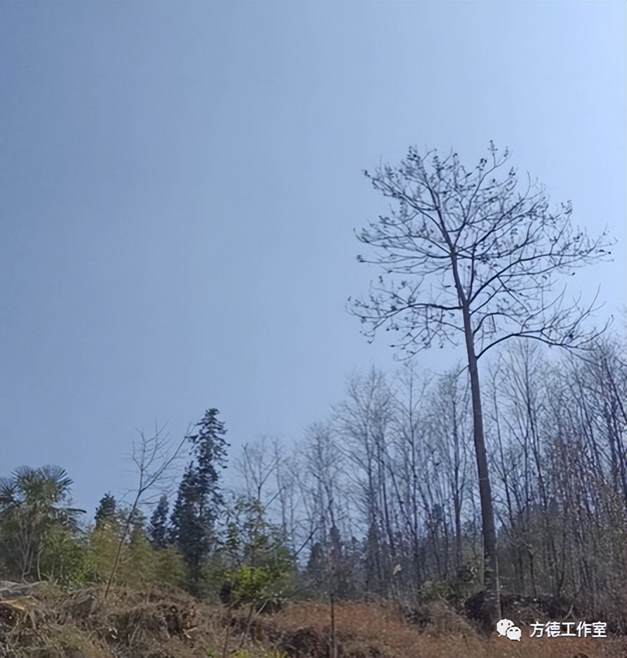 小时侯吃过的拐椒，为啥记忆是那样香甜