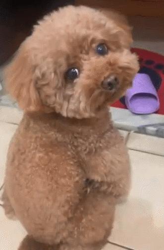 泰迪防止细小的方法,泰迪注意什么不容易生病