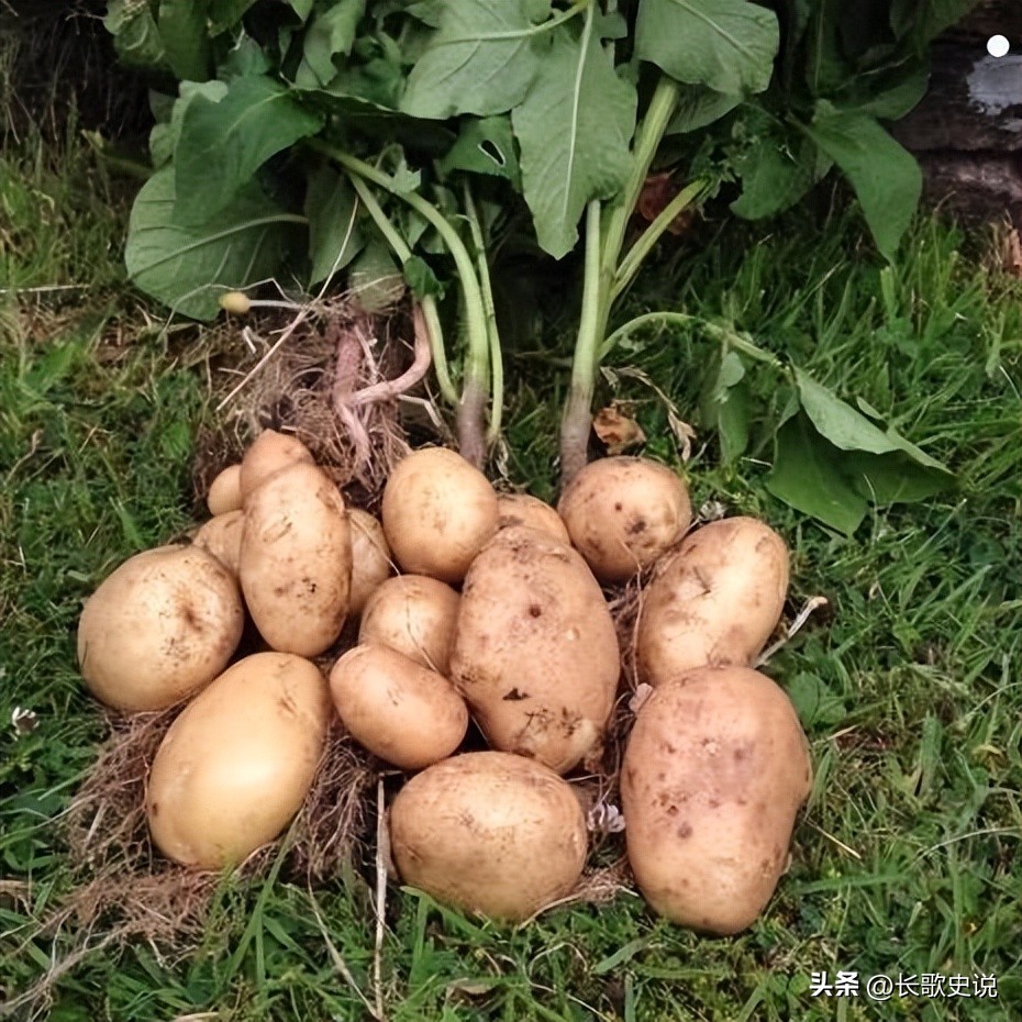 旱作马铃薯栽培技术试验,单垄单行马铃薯高产种植技术
