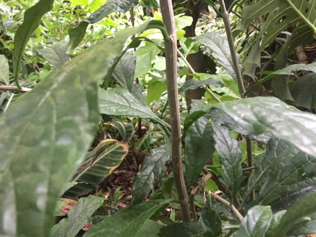 垂丝茉莉红萼与绿萼区别,垂丝茉莉和哪种花相似