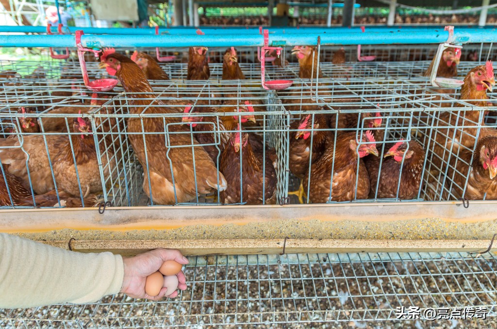 鸡霉菌性肠炎是什么引起的,蛋鸡霉菌引起的肠毒怎么治