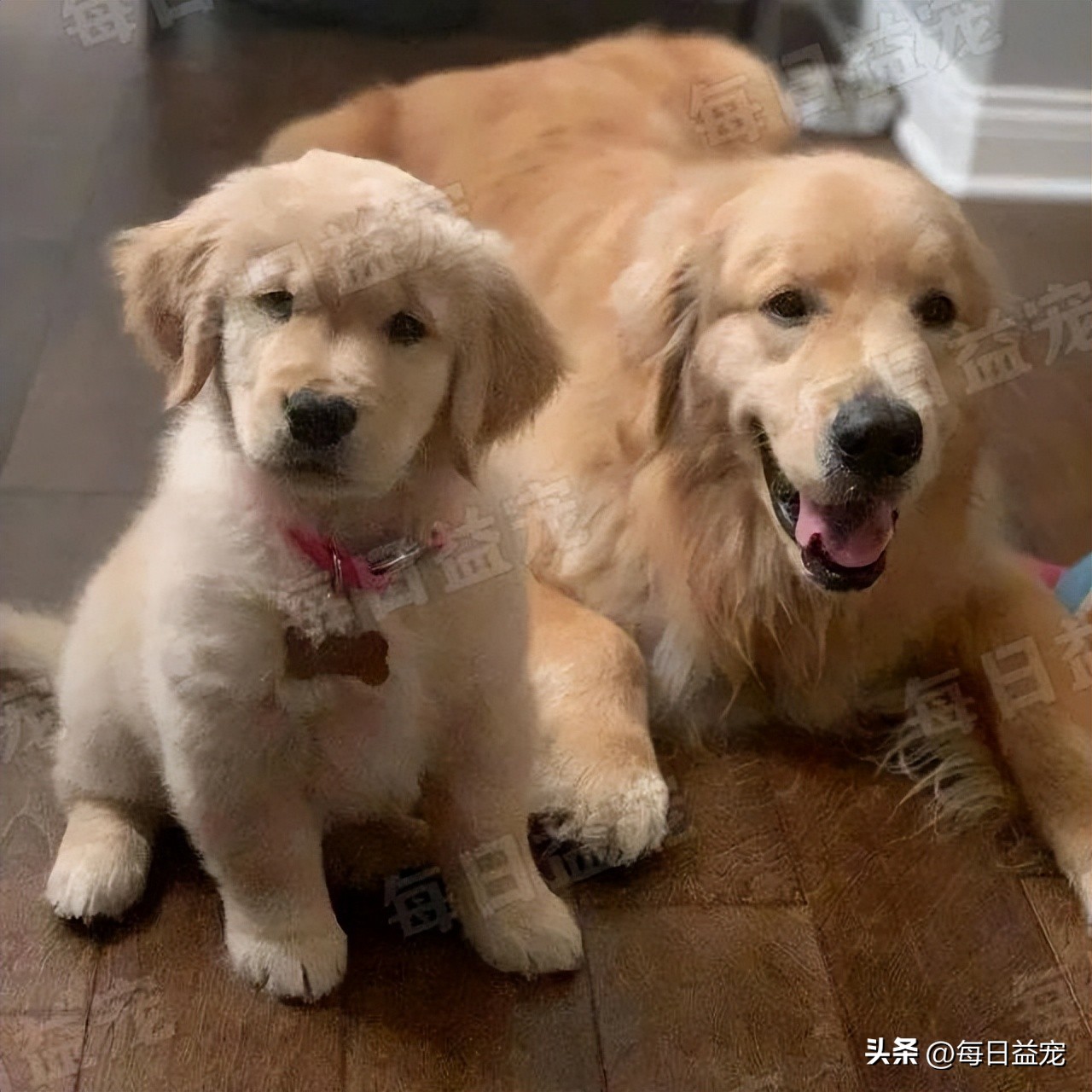 金毛外出叼东西回家吓坏主人,主人惹金毛生气金毛咬嘴唇