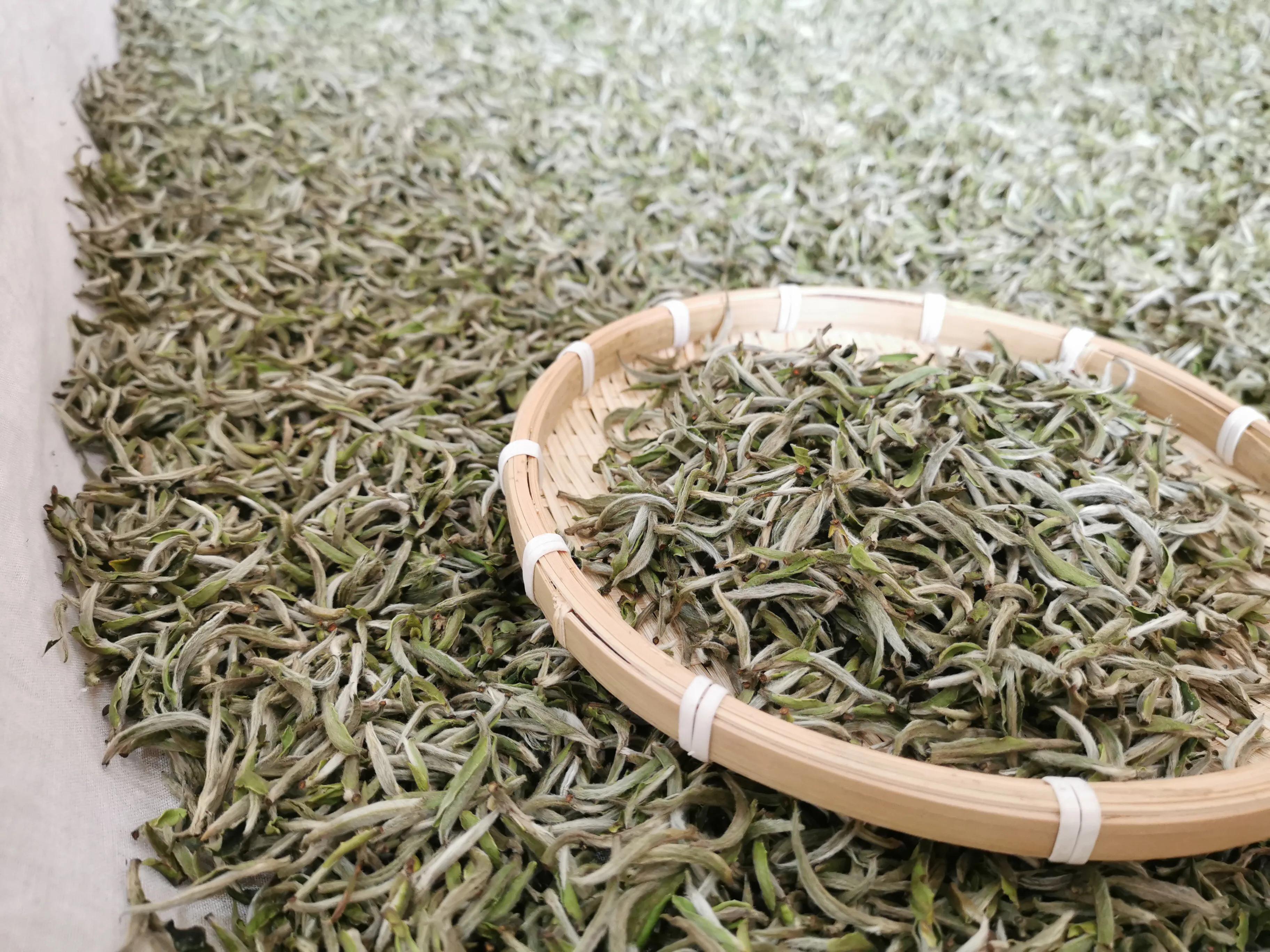 白牡丹福鼎白茶杀青吗,福鼎白茶制作时杀青吗