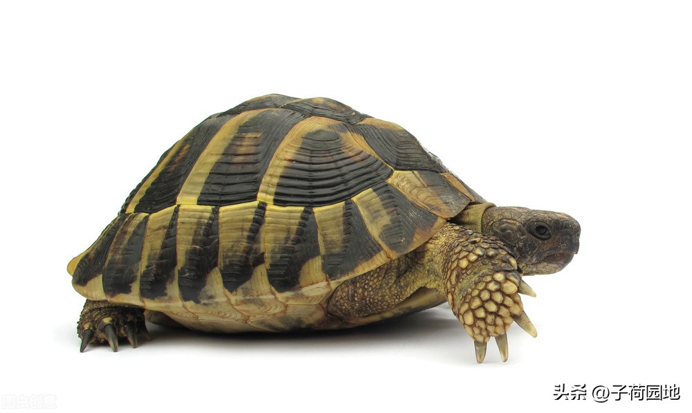 三年级作文描写动物怎样写,四年级描写小动物作文评语