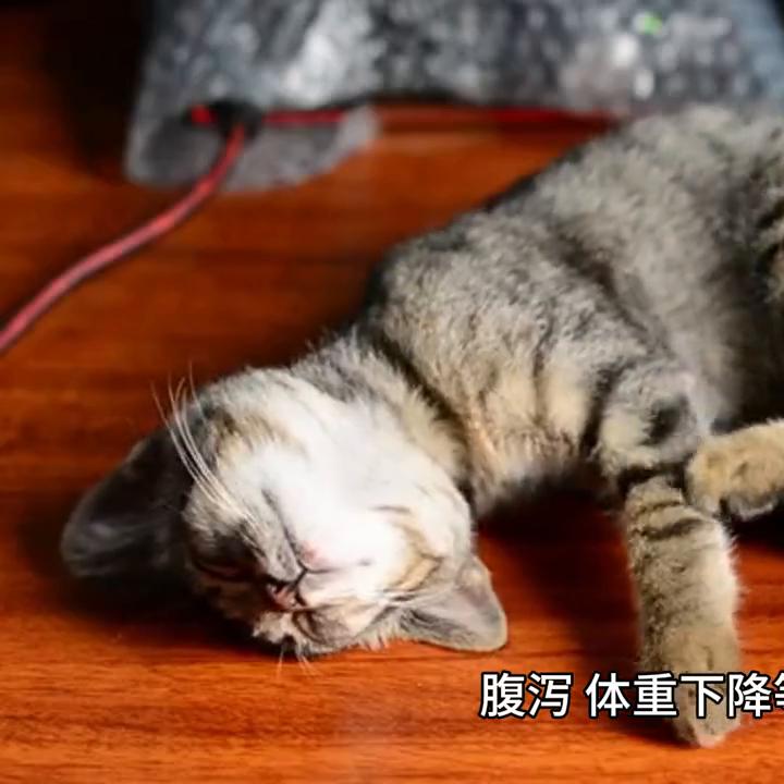 猫咪可能感染甲流吗,猫咪可能有什么遗传病