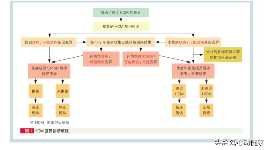 心肌淀粉样变和肥厚型心肌病鉴别,肥厚型心肌病的诊断