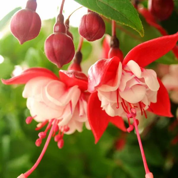 分享图片温暖大图,倒挂金钟花唯美视频