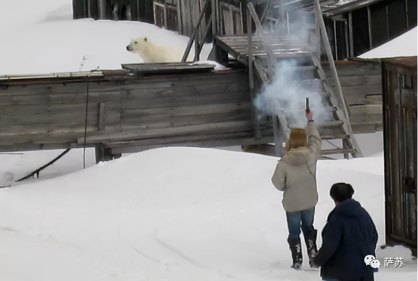 战斗民族俄罗斯为什么不怕熊,俄罗斯人不怕熊是因为什么